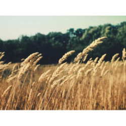 Practical Wooden Wallet fr-FR